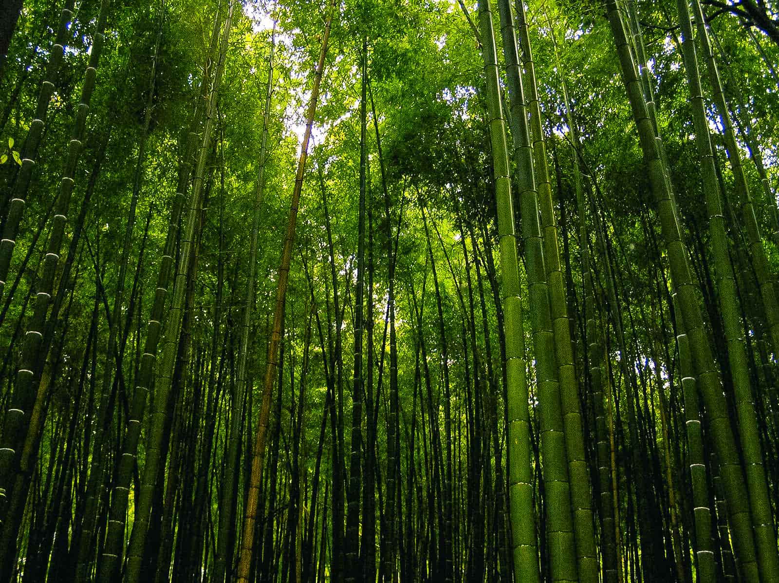 Бамбуковый лес в Абхазии